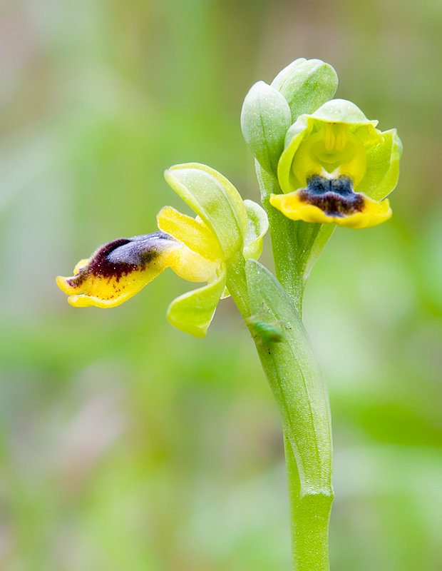 Orchidee di Taranto